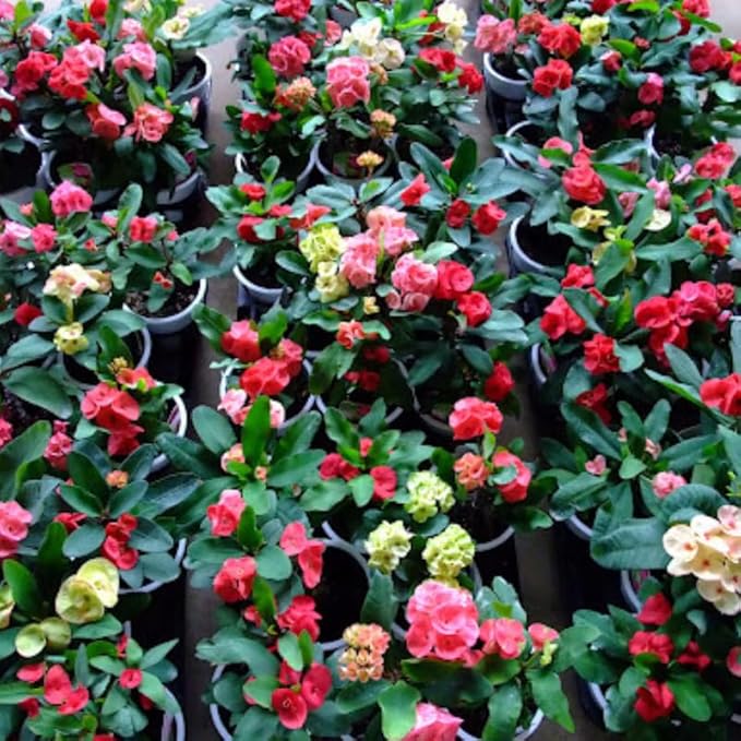 Hardy Crown of Thorn Live Plant, Random Euphorbia Milii Tree, 1 Year Old Plant, 5-10 Inches in Tall, No Pot, Indoor Outdoor Décor Succulent Cactus