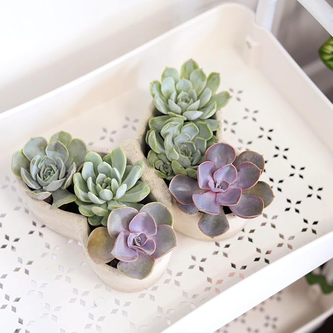 Live Succulent Plants in 9" Concrete Butterfly Planter, Fully Rooted Live Indoor Succulents in Modern Decoration Planters, Great Gift for Birthday, Housewarming, Anniversary