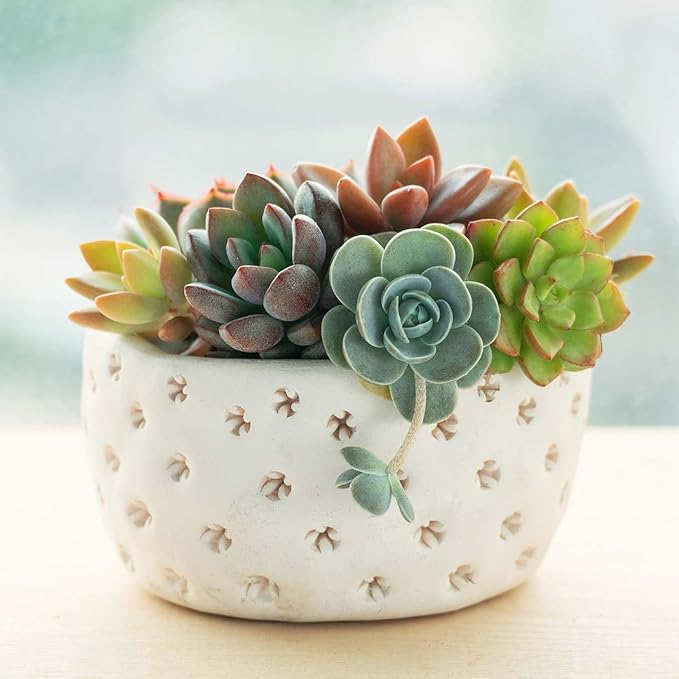 Mountain Crest Gardens Ultimate Succulent Variety Pack - 25 Unique Live Plants, Many Types, Rooted in 2 inch Pots - Indoor/Outdoor Real Succulents for Garden Decor, Favors, DIY Arrangements