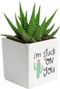 Costa Farms Haworthia Live Plant in Decorative Pot, Easy to Maintain Succulent Indoor Houseplant, Perfect for Home, Room, or Office Decor, Great House Warming or Birthday Gift, 2.75-6 Inches Tall