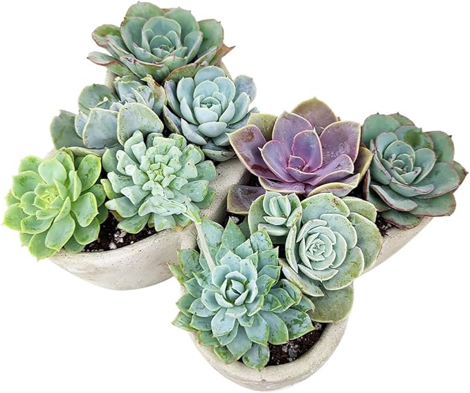 Live Succulent Plants in 9" Concrete Butterfly Planter, Fully Rooted Live Indoor Succulents in Modern Decoration Planters, Great Gift for Birthday, Housewarming, Anniversary