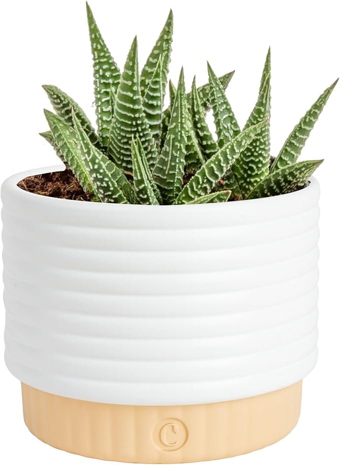 Costa Farms Live Succulent, Easy to Grow Haworthia Plant in Planter Pot, Succulent Houseplant in Potting Soil, Indoors Garden Gift, Cacti Room Décor and Home Décor, 4-Inches Tall