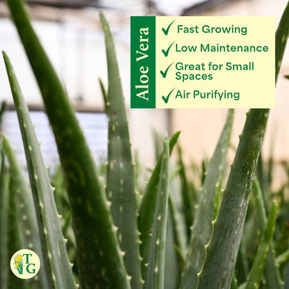 Thorsen's Greenhouse Aloe Vera, Live Indoor Plant, Aloe barbadensis, Easy to Grow, Succulent, Natural Air Purifier, 4" Diameter Pot (Blush)