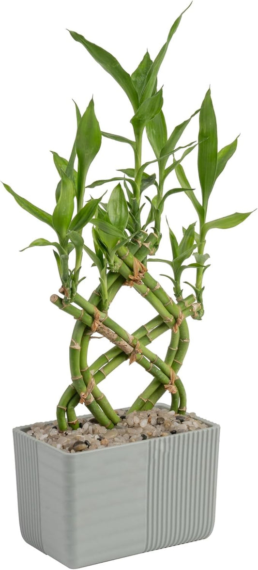 Costa Farms Lucky Bamboo Plant, Easy to Grow Live Houseplant in Indoor Bamboo Pot, Potting Mix, Grower's Choice, Birthday Gift, Home, Office, Plant Shelf Zen Room Decor, 12-Inches Tall