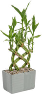 Costa Farms Lucky Bamboo Plant, Easy to Grow Live Houseplant in Indoor Bamboo Pot, Potting Mix, Grower's Choice, Birthday Gift, Home, Office, Plant Shelf Zen Room Decor, 12-Inches Tall