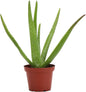 Thorsen's Greenhouse Aloe Vera, Live Indoor Plant, Aloe barbadensis, Easy to Grow, Succulent, Natural Air Purifier, 4" Diameter Pot (Nursery Pot)