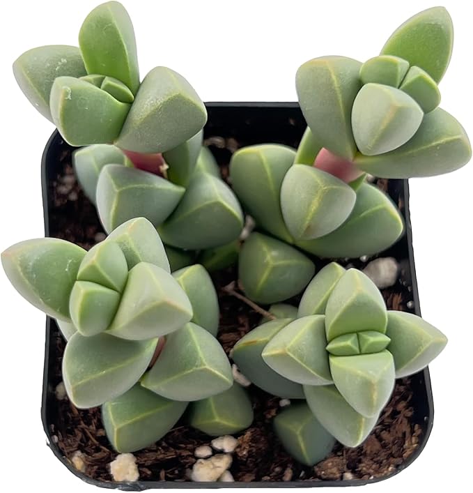 Sprout N Green Ice Plant | Corpuscularia lehmannii, Live Succulent Fully Rooted in 2 inch Starter Pot, House Plant for Indoor Outdoor Home Office Wedding Decoration Party Favor