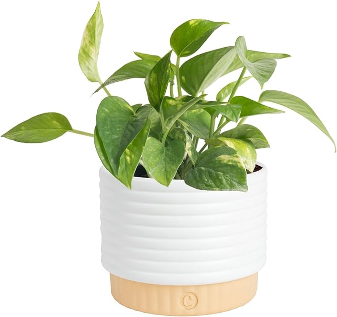 Costa Farms Golden Pothos Live Plant, Devil's Ivy in Decorative Pot, Easy to Maintain, Air Purifying Indoor Houseplant, Home, Room, or Office Decor, House Warming or Birthday Gift, 12-14 Inches Tall