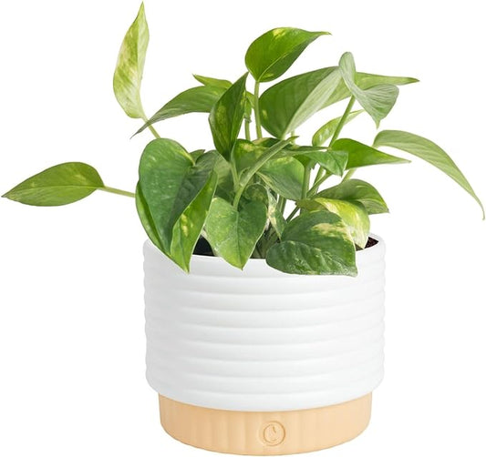 Costa Farms Golden Pothos Live Plant, Devil's Ivy in Decorative Pot, Easy to Maintain, Air Purifying Indoor Houseplant, Home, Room, or Office Decor, House Warming or Birthday Gift, 12-14 Inches Tall
