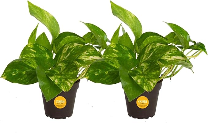 Costa Farms Pothos Live Plants, Devil's Ivy in Plastic Pots, Easy to Maintain, Air Purifying Indoor Houseplants, Room or Office Decor, House Warming or Birthday Gift, 8-12 Inches Tall, Pack of 2
