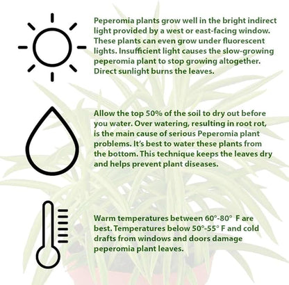 Peperomia Green Bean Live Plant for Indoor | Different Houseplants in 4'' & 6'' Pot | Real House Plant for Living Room, Office, Desk & Bathroom | Ferreyrae | Pincushion