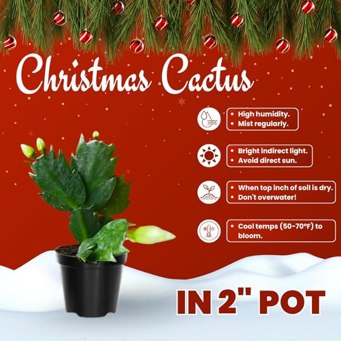 Orange Christmas Cactus Plants Live in 2 Inch Pot, Vibrant Christmas Cactus Blooms, Perennial Holiday Cactus Plant Flower Succulent Houseplant