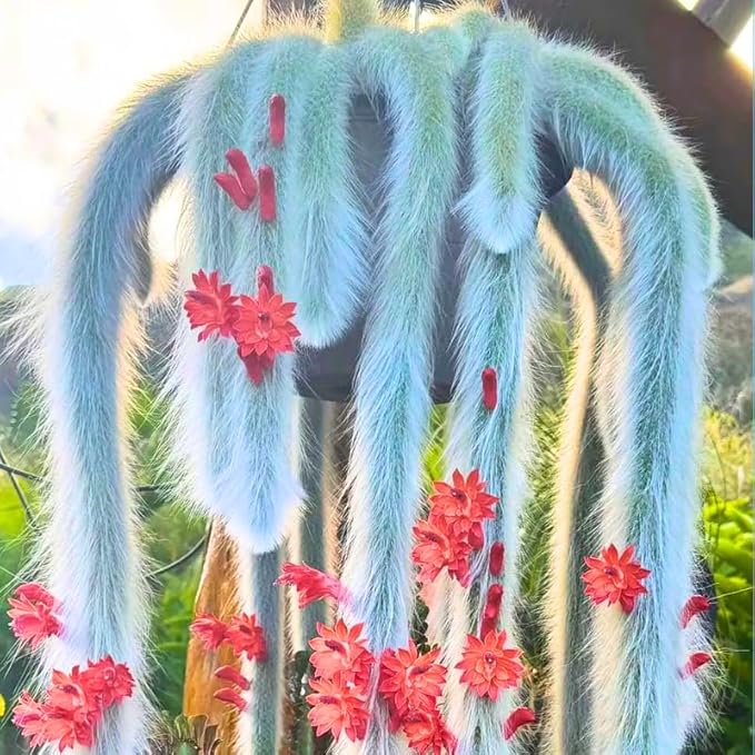 Trailing Monkey Tail Cactus Live Plant, Rare Hanging Cactus Succulent, 5-8 Inch Tall Well-Rooted Bareroot