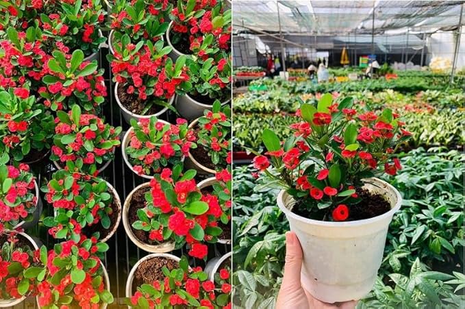 Hardy Crown of Thorn Live Plant, Red Euphorbia Milii Tree, 1 Year Old Plant, 5-10 Inches in Tall, No Pot, Indoor Outdoor Décor Succulent Cactus