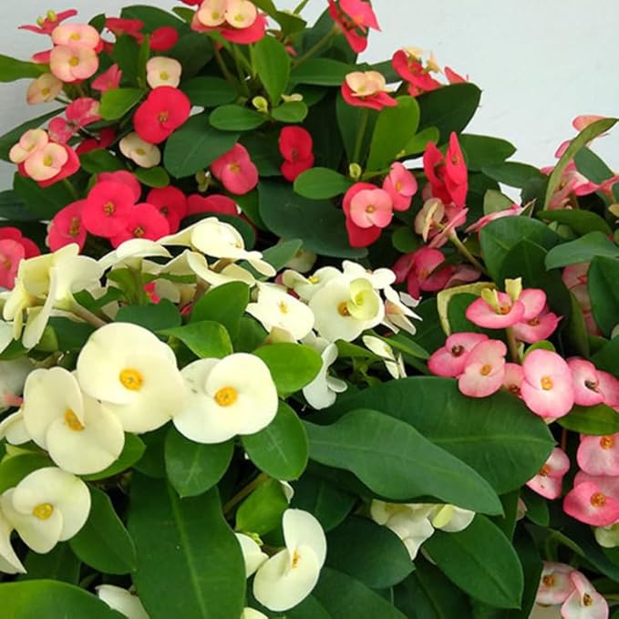 Hardy Crown of Thorn Live Plant, Random Euphorbia Milii Tree, 1 Year Old Plant, 5-10 Inches in Tall, No Pot, Indoor Outdoor Décor Succulent Cactus