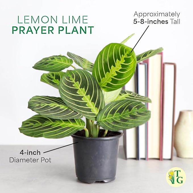 Thorsen's Greenhouse Lemon Lime Prayer Plant, Live Indoor Plant, Pet Friendly, Attractive Houseplant, Lemon Maranta, Natural Air Purifier, Easy to Grow, 4" Diameter Pot (White)