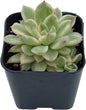 Live Succulent Variegated Echeveria Mebina, Approx 2-inch Large, Potted Succulents, Fully Rooted, Easy Care House Plants
