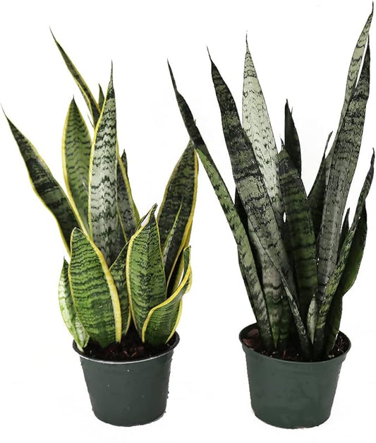 American Plant Exchange Snake Plant Bundle – Medium 6-Inch Pot Sansevieria Laurentii & Zeylanica, Low-Maintenance, Air-Purifying Live Houseplants for Home, Office, or Outdoor Garden Décor