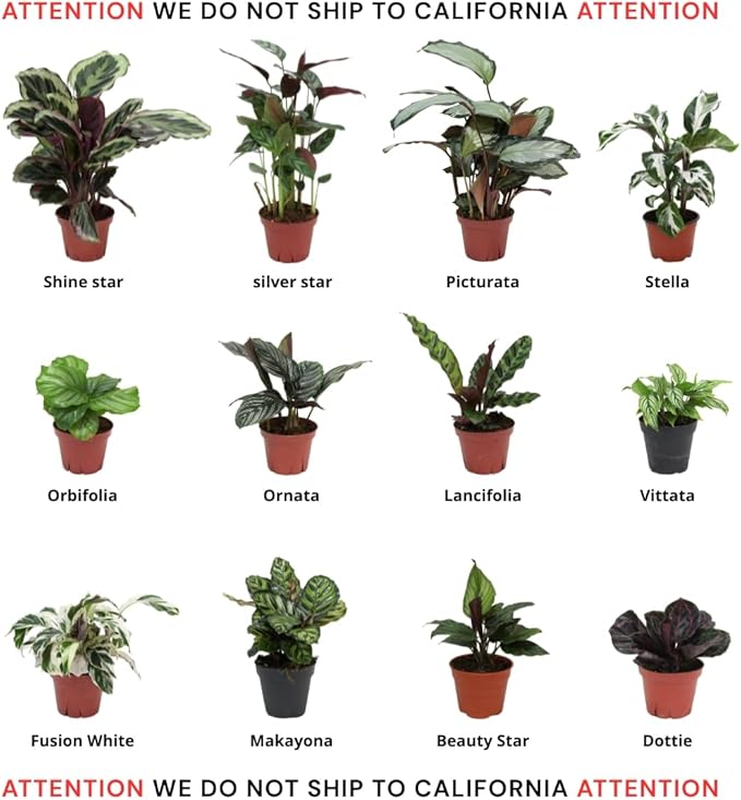 CoollectivePlants Calathea Assorted Collection – Live Indoor Plants in 4" Grower’s Pots (10 Pack), Easy to Grow Beginner Houseplants, Includes UniHeat Pack for Winter Protection