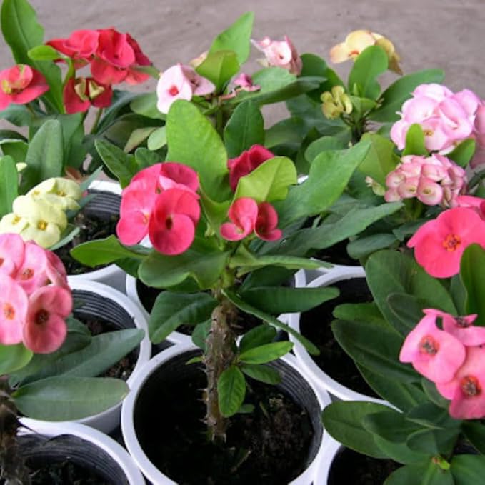 Hardy Crown of Thorn Live Plant, Random Euphorbia Milii Tree, 1 Year Old Plant, 5-10 Inches in Tall, No Pot, Indoor Outdoor Décor Succulent Cactus