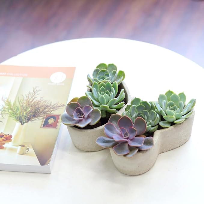 Live Succulent Plants in 9" Concrete Butterfly Planter, Fully Rooted Live Indoor Succulents in Modern Decoration Planters, Great Gift for Birthday, Housewarming, Anniversary
