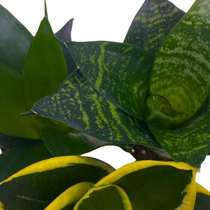 BubbleBlooms Sansevieria Trifasciata Assortment 3 Different Dwarf Rosette-Shaped Snake Plants in 2 inch pots