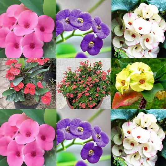 Hardy Crown of Thorn Live Plant, Random Euphorbia Milii Tree, 1 Year Old Plant, 5-10 Inches in Tall, No Pot, Indoor Outdoor Décor Succulent Cactus