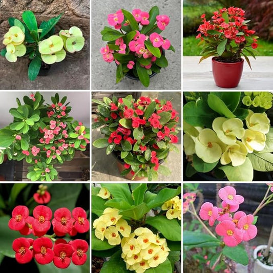 Hardy Crown of Thorn Live Plant, Random Euphorbia Milii Tree, 1 Year Old Plant, 5-10 Inches in Tall, No Pot, Indoor Outdoor Décor Succulent Cactus