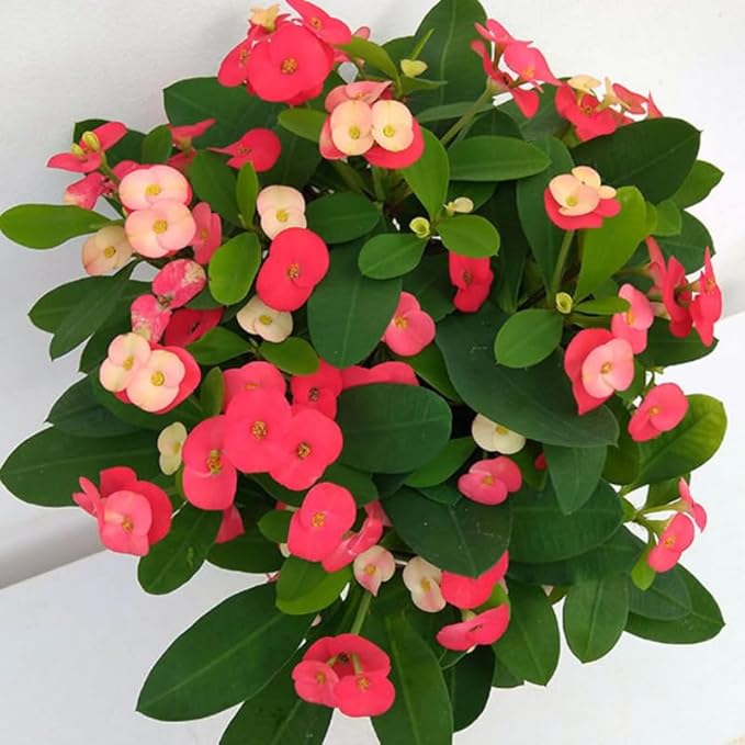 Hardy Crown of Thorn Live Plant, Random Euphorbia Milii Tree, 1 Year Old Plant, 5-10 Inches in Tall, No Pot, Indoor Outdoor Décor Succulent Cactus