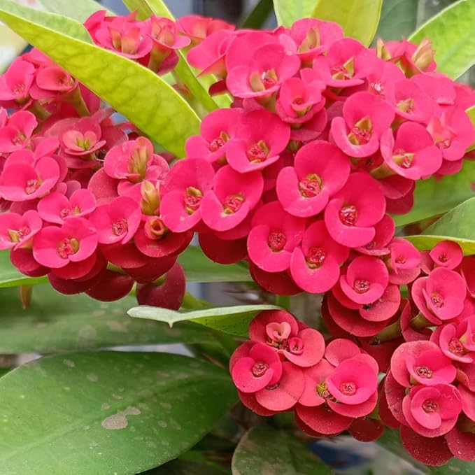 Hardy Crown of Thorn Live Plant, Red Euphorbia Milii Tree, 1 Year Old Plant, 5-10 Inches in Tall, No Pot, Indoor Outdoor Décor Succulent Cactus