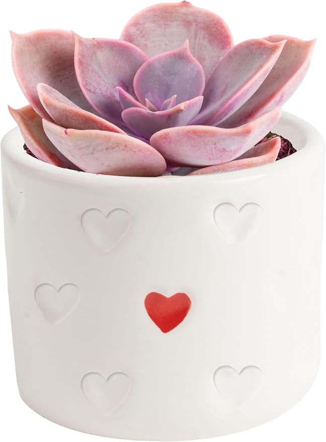 Costa Farms Mini Succulent Live Plant in Decorative Pot, Easy to Maintain Succulent Indoor Houseplant, Perfect for Home, Room, or Office Decor, Great House Warming or Birthday Gift, 2-3.5 Inches Tall