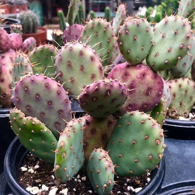 Prickly Pear Cactus Plants Live, 3.5 Inch Pot Purple Prickly Pear Cactus Plant, Hardy Perennial Succulents Plant