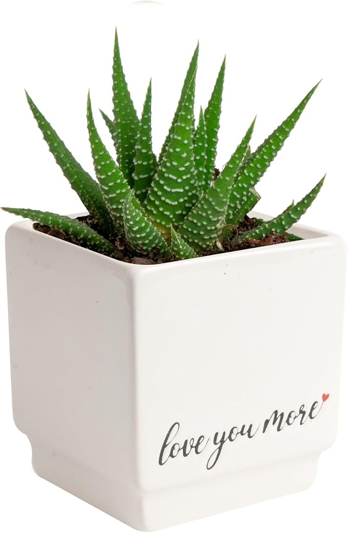 Costa Farms Haworthia, Succulent Live Plant in Decorative Pot, Easy to Maintain Indoor Houseplant, Perfect for Home, Room, or Office Decor, Great House Warming or Birthday Gift, 2.75-6 Inches Tall