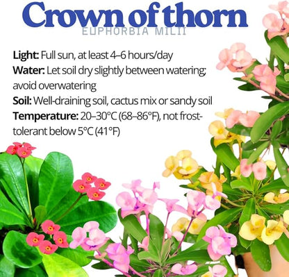 Hardy Crown of Thorn Live Plant, Pink Euphorbia Milii Tree, 1 Year Old Plant, 5-10 Inches in Tall, No Pot, Indoor Outdoor Décor Succulent Cactus