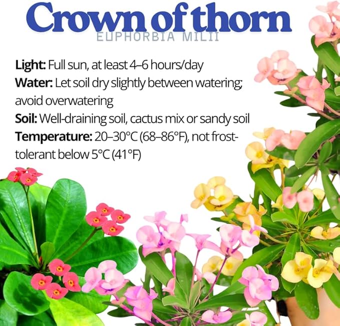 Hardy Crown of Thorn Live Plant, Yellow Euphorbia Milii Tree, 1 Year Old Plant, 5-10 Inches in Tall, No Pot, Indoor Outdoor Décor Succulent Cactus