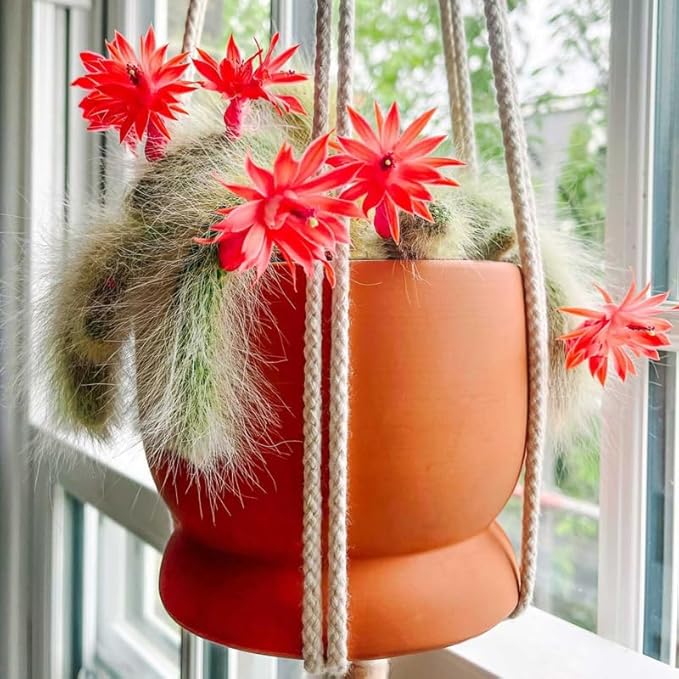 Monkey Tail Cactus Live Succulent, Hanging Trailing Cactus Plant 5-7 Inch Bareroot, No Pot Included