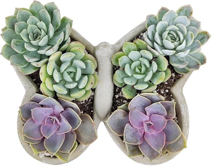 Live Succulent Plants in 9" Concrete Butterfly Planter, Fully Rooted Live Indoor Succulents in Modern Decoration Planters, Great Gift for Birthday, Housewarming, Anniversary