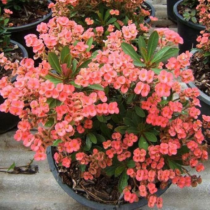 Hardy Crown of Thorn Live Plant, Colorful Large Bloom Salmon Euphorbia Milii Tree, 1 Year Old Plant, 5-10 Inches in Tall, No Pot, Indoor Outdoor Décor Succulent Cactus
