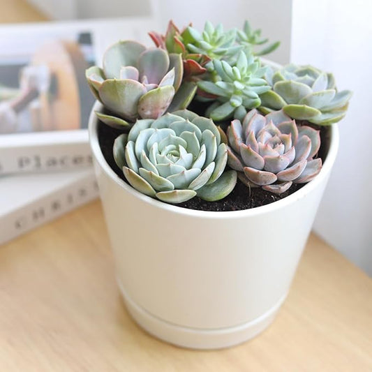 Live Succulents Plant in 6" White Minimalist Planter, Unique Succulent Arrangement in Decorative Pot, Succulent Decoration Ideas