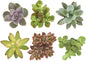 Shop Succulents Unique Succulent Plant Pack Collection - Live Mini Succulent Plants, Low Maintenance, Exceptional Colors & Textures - Wedding and Party Favors, Gift & Garden, Pack of 6