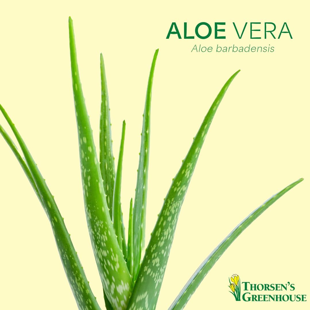 Thorsen's Greenhouse Aloe Vera, Live Indoor Plant, Aloe barbadensis, Easy to Grow, Succulent, Natural Air Purifier, 4" Diameter Pot (Lavender)