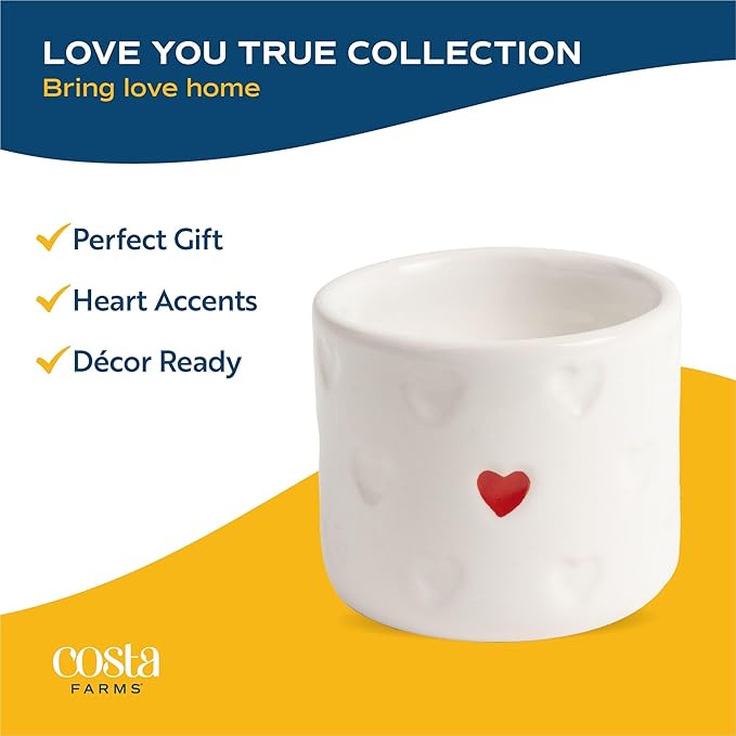 Costa Farms Mini Succulent Live Plant in Decorative Pot, Easy to Maintain Succulent Indoor Houseplant, Perfect for Home, Room, or Office Decor, Great House Warming or Birthday Gift, 2-3.5 Inches Tall