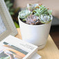 Live Succulents Plant in 6" White Minimalist Planter, Unique Succulent Arrangement in Decorative Pot, Succulent Decoration Ideas
