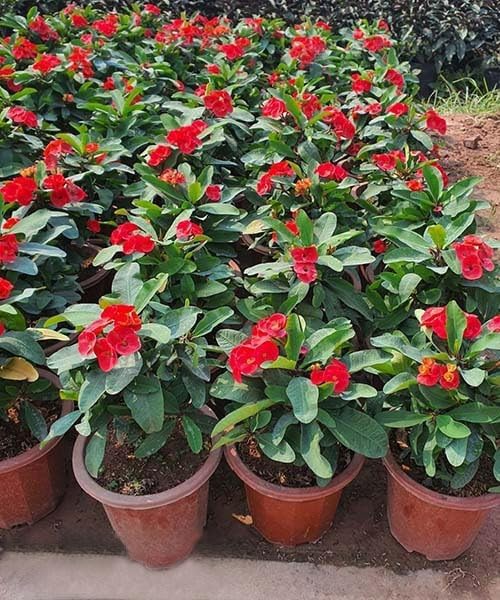 Hardy Crown of Thorn Live Plant, Red Euphorbia Milii Tree, 1 Year Old Plant, 5-10 Inches in Tall, No Pot, Indoor Outdoor Décor Succulent Cactus