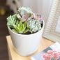 Live Succulents Plant in 6" Grey Minimalist Planter, Perfect Succulent Arrangement for Any Décor