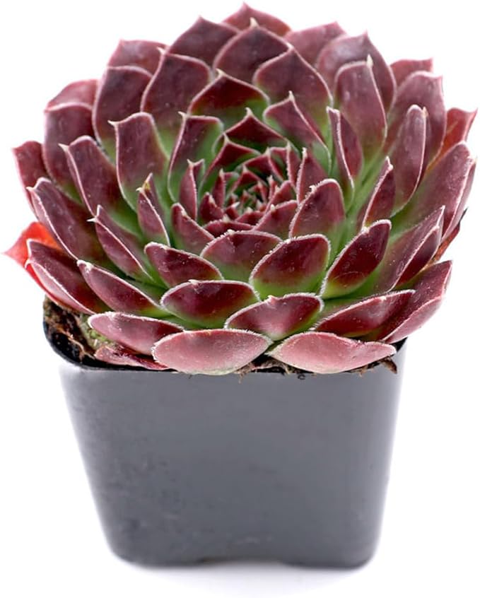 Mountain Crest Gardens Sempervivum Succulent Variety Pack - 12 Hardy Live Rosette Plants, No Repeats, Rooted in 2 Inch Pots - Succulents for Rock Gardens, Containers, DIY Displays
