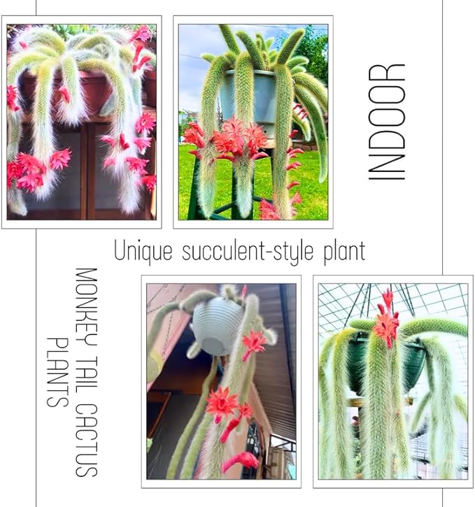 Monkey Tail Cactus Live Succulent, Hanging Trailing Cactus Plant 5-7 Inch Bareroot, No Pot Included