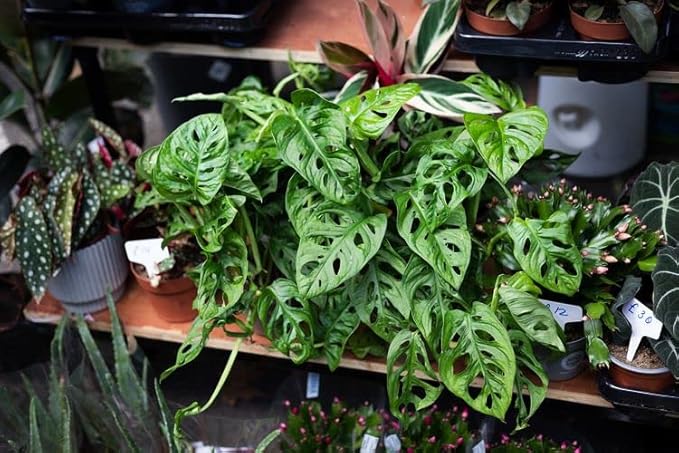 Gardenera Premium Swiss Cheese Plant Potting Mix - Monstera Deliciosa Blend for Optimal Nutrients and Drainage for Healthy Growth - 3 Quart