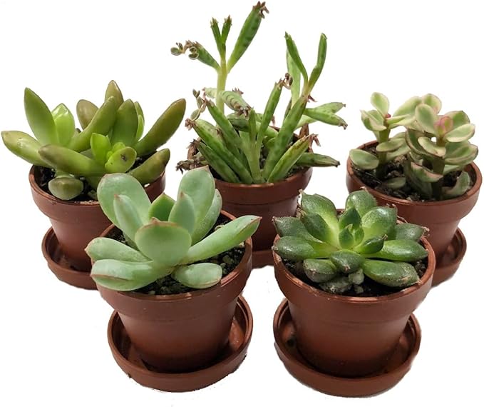 Mini Succulent Collection - Fairy Gardens/Terrarium - 5 Plants 1" pots + Saucers