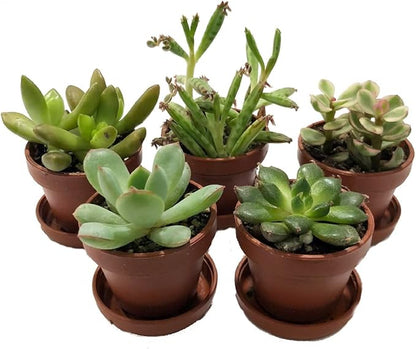 Mini Succulent Collection - Fairy Gardens/Terrarium - 5 Plants 1" pots + Saucers